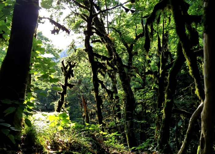 Сказочный лес Дзыхринского ущелья